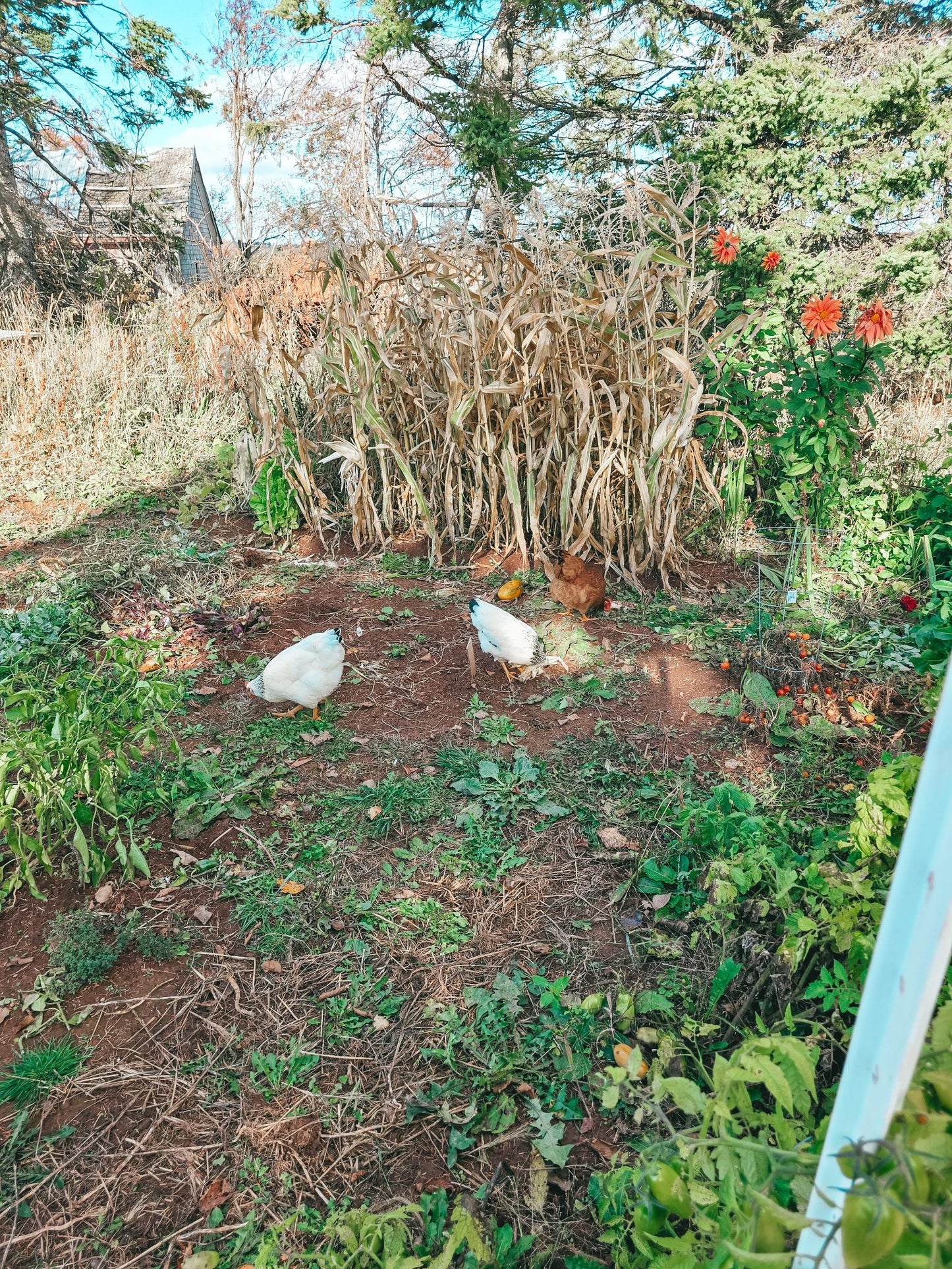 Fresh Farm Run Eggs(dozen)