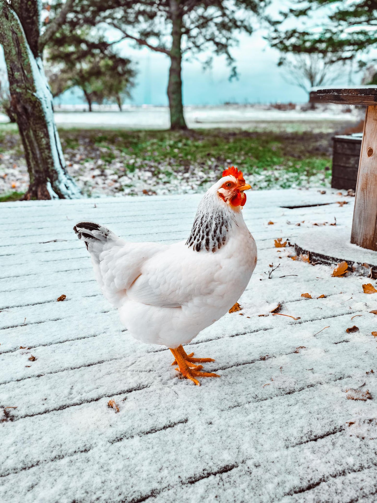 Fresh Farm Run Eggs(dozen)